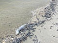 Dead fish on the West Coast of Florida Royalty Free Stock Photo