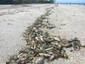 Dead fish on Fort Myers Beach Royalty Free Stock Photo