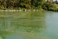 Toxic algae of water . Ecological catastrophy.