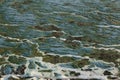 Toxic algae on the water surface Royalty Free Stock Photo