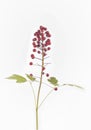 Toxic Baneberries - Actaea rubra