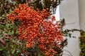 Toxic berry Orange Glow hedge plant
