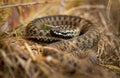 Toxic common viper lying on the ground in autumn.