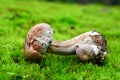 Toxic cortinarius mushroom