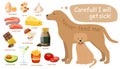 Toxic and dangerous foods to avoid feeding your dogs. Royalty Free Stock Photo