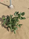 desert plant in Rajasthan, India Royalty Free Stock Photo