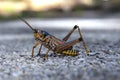 Toxic eastern lubber grasshopper Royalty Free Stock Photo