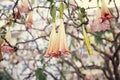 Toxic flower angelÃ¢â¬â¢s trumpet used as an ornamental plant. Brugmansia suaveolens