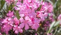 Toxic flowers concept. Pink nerium oleanders blooming. Plant with poisonous blur green leaves background, texture. Close up view