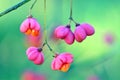 Toxic fruits of the common spindle (Euonymus europaeus) Royalty Free Stock Photo