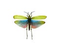 toxic grasshoppers isolated on white Royalty Free Stock Photo