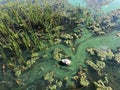 Toxic green algae