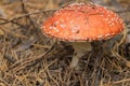 Toxic and hallucinogen mushroom Fly Agaric in grass on autumn forest background. Red poisonous Amanita Muscaria fungus macro close