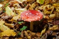 Toxic and hallucinogen mushroom Fly Agaric in grass