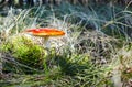 Toxic and hallucinogen mushroom Fly Agaric in grass on autumn forest background Royalty Free Stock Photo