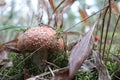 Toxic and hallucinogen mushroom Fly Agaric in grass on autumn forest