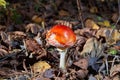 Toxic and hallucinogen mushroom Fly Agaric in grass