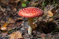 Toxic and hallucinogen mushroom Fly Agaric in grass