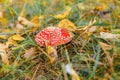 Toxic hallucinogen mushroom Fly Agaric and yellow leaves in grass on autumn forest. Red poisonous Amanita Muscaria