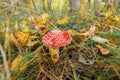 Toxic hallucinogen mushroom Fly Agaric and yellow leaves in grass on autumn forest. Red poisonous Amanita Muscaria