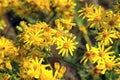 Toxic Jacobaea vulgaris with yellow dragonfly