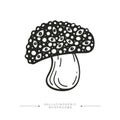 Toxic magical hallucinogenic mushroom. Black and white drawing of psilocybin mushroom. Vector illustration