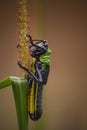 Toxic Milkweed Grasshopper (Phymateus morbillosus) nymph 13926 Royalty Free Stock Photo