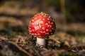 Toxic mushroom Amanita growing in autumn forest.