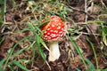 Toxic mushroom fly agaric in grass on autumn forest background. Red toadstool fungus macro close up in natural Royalty Free Stock Photo