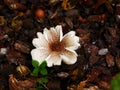 Toxic mushroom lepiota christata, beige speckled with brown, flower shaped Royalty Free Stock Photo