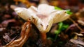 Toxic mushroom lepiota christata, beige speckled with brown, flower shaped Royalty Free Stock Photo