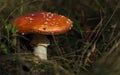 Toxic mushroom with orange cab or toadstool between grass