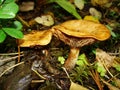 Brown Roll Rim, Poison Pax or Common Roll Rim Paxillus involutus poisonous mushroom in summer forest. Autumn weird mushroom