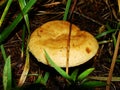 Brown Roll Rim, Poison Pax or Common Roll Rim Paxillus involutus poisonous mushroom in summer forest. Autumn weird mushroom