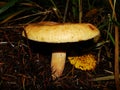 Brown Roll Rim, Poison Pax or Common Roll Rim Paxillus involutus poisonous mushroom in summer forest. Autumn weird mushroom