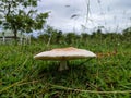 Toxic mushrooms in the lawn. Royalty Free Stock Photo