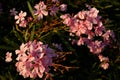 Toxic garden plant nerium oleander