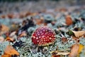 Toxic red mushroom amanita muscaria Royalty Free Stock Photo