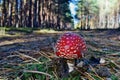 Toxic red mushroom amanita muscaria Royalty Free Stock Photo