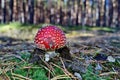 Toxic red mushroom amanita muscaria Royalty Free Stock Photo