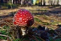 Toxic red mushroom amanita muscaria Royalty Free Stock Photo