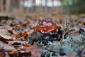 Toxic red mushroom amanita muscaria Royalty Free Stock Photo