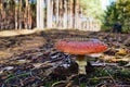 Toxic red mushroom amanita muscaria Royalty Free Stock Photo