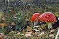 Toxic red mushroom amanita muscaria Royalty Free Stock Photo