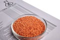 Toxic Report Page for Red Lentils in Petri Dish