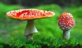 Toxic toadstools Royalty Free Stock Photo