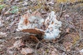 Toxic white fungus in a coniferous forest, Germany