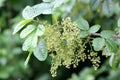 Toxicodendron diversilobum, Pacific poison oak Royalty Free Stock Photo