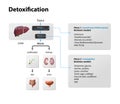 Toxins, liver. Process of Detoxification and elimination. Enter, exit, and store of toxins in humans body. A toxin is a poisonous Royalty Free Stock Photo