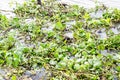 Toxins in the river / Green water hyacinth in the river